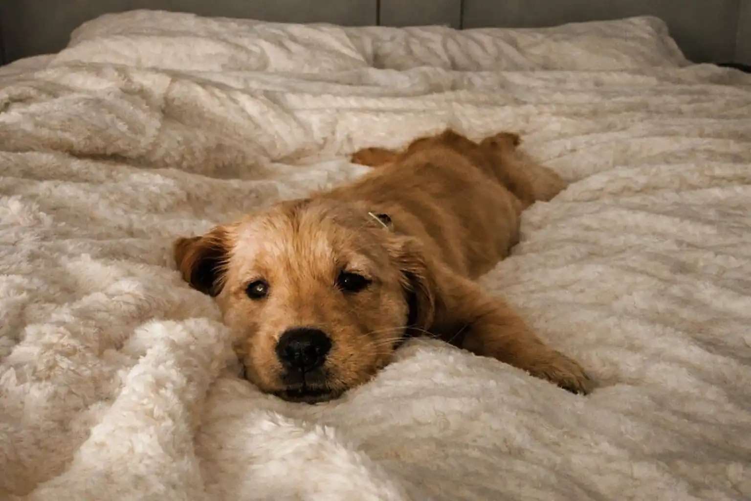 Yumuşak bir battaniyenin üstünde uzanan yavru köpek.